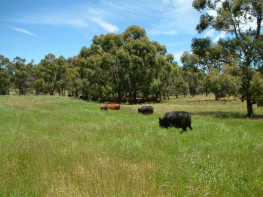 Landtasis grass-fed cattle, grazing in summer on certified organic pastures.  No feed-lots, no chemicals, no herbicides, no genetically modified grain.